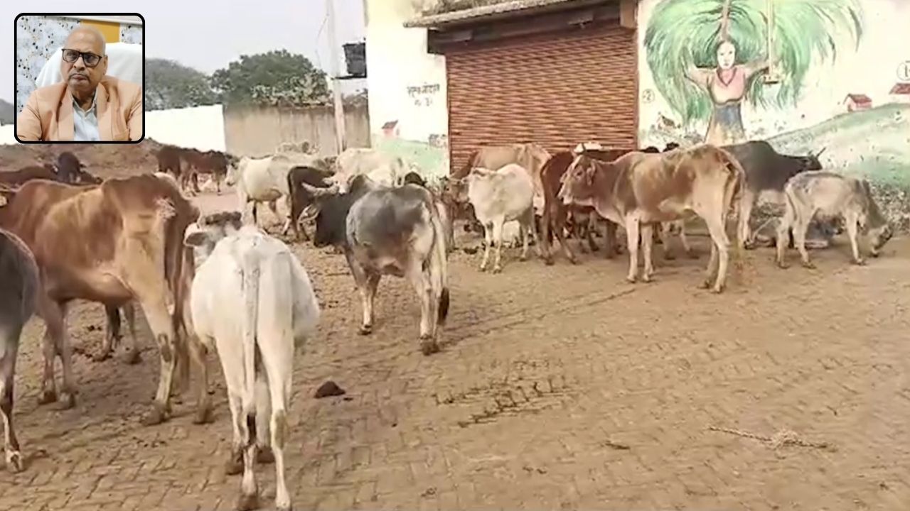 Video: सोनभद्र में ठंड से लड़ने के लिए गौशाला में टेक्नोलॉजी की मदद, देखिए कैसे ब्लोअर से गायों को रखा गया गर्म