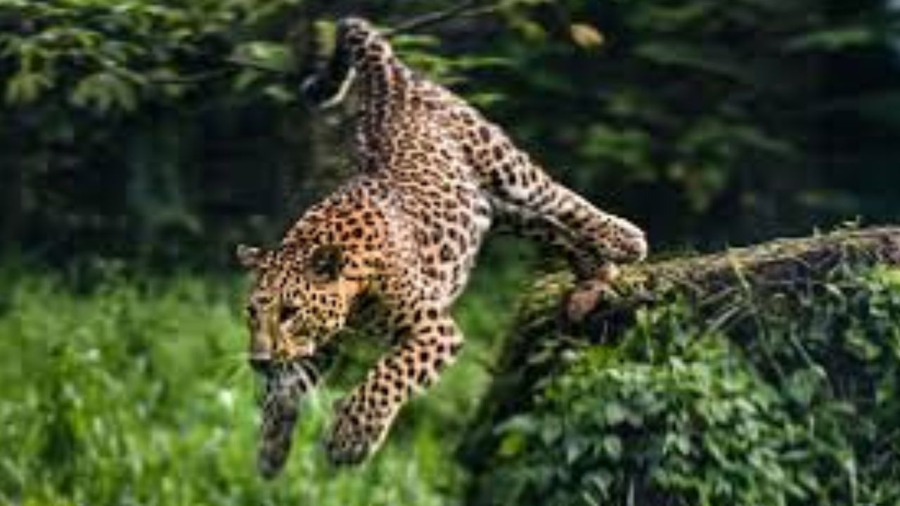 महराजगंज में तेंदुए का आतंक, रातभर चला रेस्क्यू