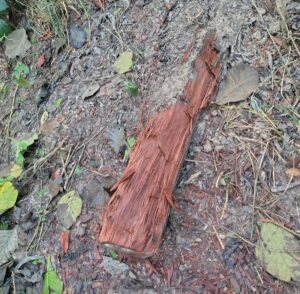 Maharajganj News: पकड़ी रेंज के जगपुर चौकी क्षेत्र में धड़ल्ले से अवैध लकड़ी कटान, वीडियो-फोटो वायरल होने से मचा हड़कंप