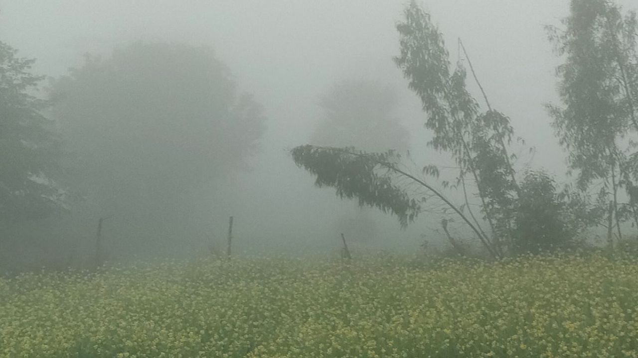 मौसम विभाग ने जानकारी दी है कि 30 जनवरी से एक नया पश्चिमी विक्षोभ उत्तर भारत में सक्रिय हो सकता है। इसके प्रभाव से अगले 24 से 72 घंटों में उत्तर प्रदेश के कई जिलों में बादलों की आवाजाही तेज रहेगी। लखनऊ में गुरुवार को दिन का अधिकतम तापमान सामान्य से 2.8 डिग्री कम होकर 20.9 डिग्री सेल्सियस रिकॉर्ड किया गया, जिससे गलन और ठंड दोनों बढ़ गई। (Img: Google) मौसम विभाग ने जानकारी दी है कि 30 जनवरी से एक नया पश्चिमी विक्षोभ उत्तर भारत में सक्रिय हो सकता है। इसके प्रभाव से अगले 24 से 72 घंटों में उत्तर प्रदेश के कई जिलों में बादलों की आवाजाही तेज रहेगी। लखनऊ में गुरुवार को दिन का अधिकतम तापमान सामान्य से 2.8 डिग्री कम होकर 20.9 डिग्री सेल्सियस रिकॉर्ड किया गया, जिससे गलन और ठंड दोनों बढ़ गई। (Img: Google)