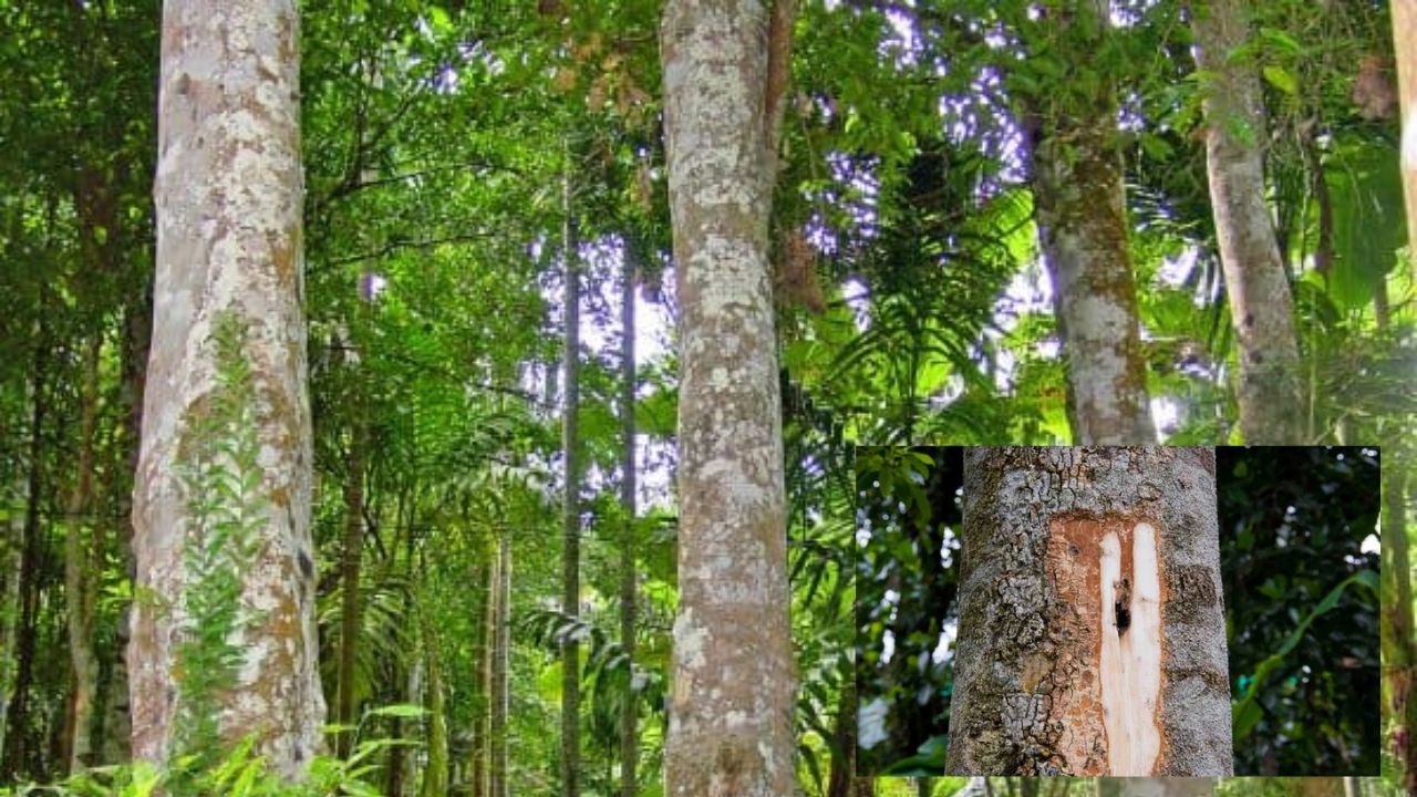 किसान ध्यान दें! ये पेड़ बना सकता है मालामाल, जानें क्यों सोने से भी महंगी बिकती है इसकी लकड़ी