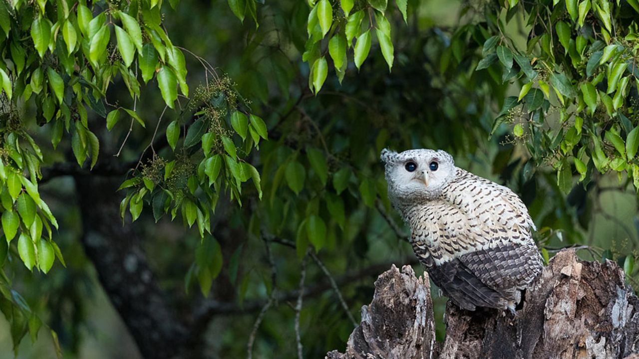 ‘जंगल का भूत’ फिर आया नजर, कॉर्बेट में कैमरे में कैद हुआ विशाल शिकारी उल्लू, पर्यटकों में बढ़ा उत्साह