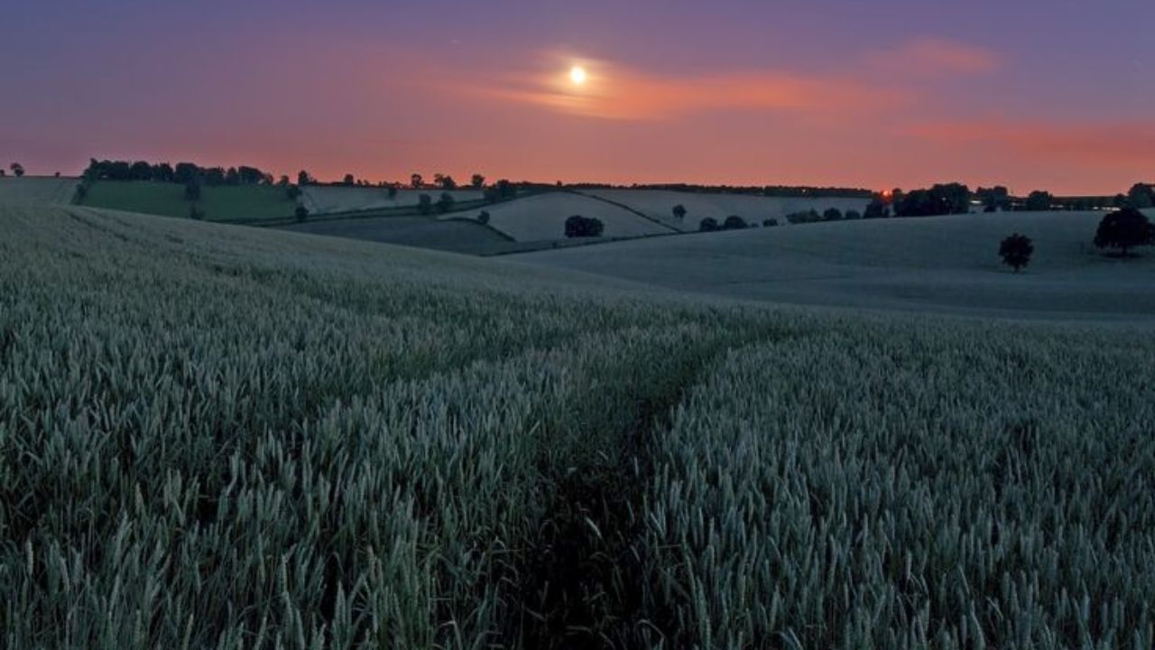 Auraiya Crime: औरैया में रहस्यमयी हालात में किसान की मौत, गेहूं के खेत में मिला शव