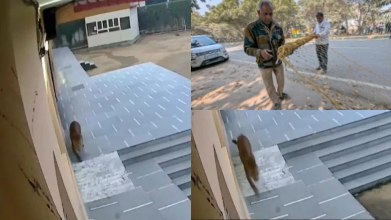 Leopard Enters Ghaziabad School: गाजियाबाद में तेंदुए ने निरस्त कराई 11वीं की परीक्षा