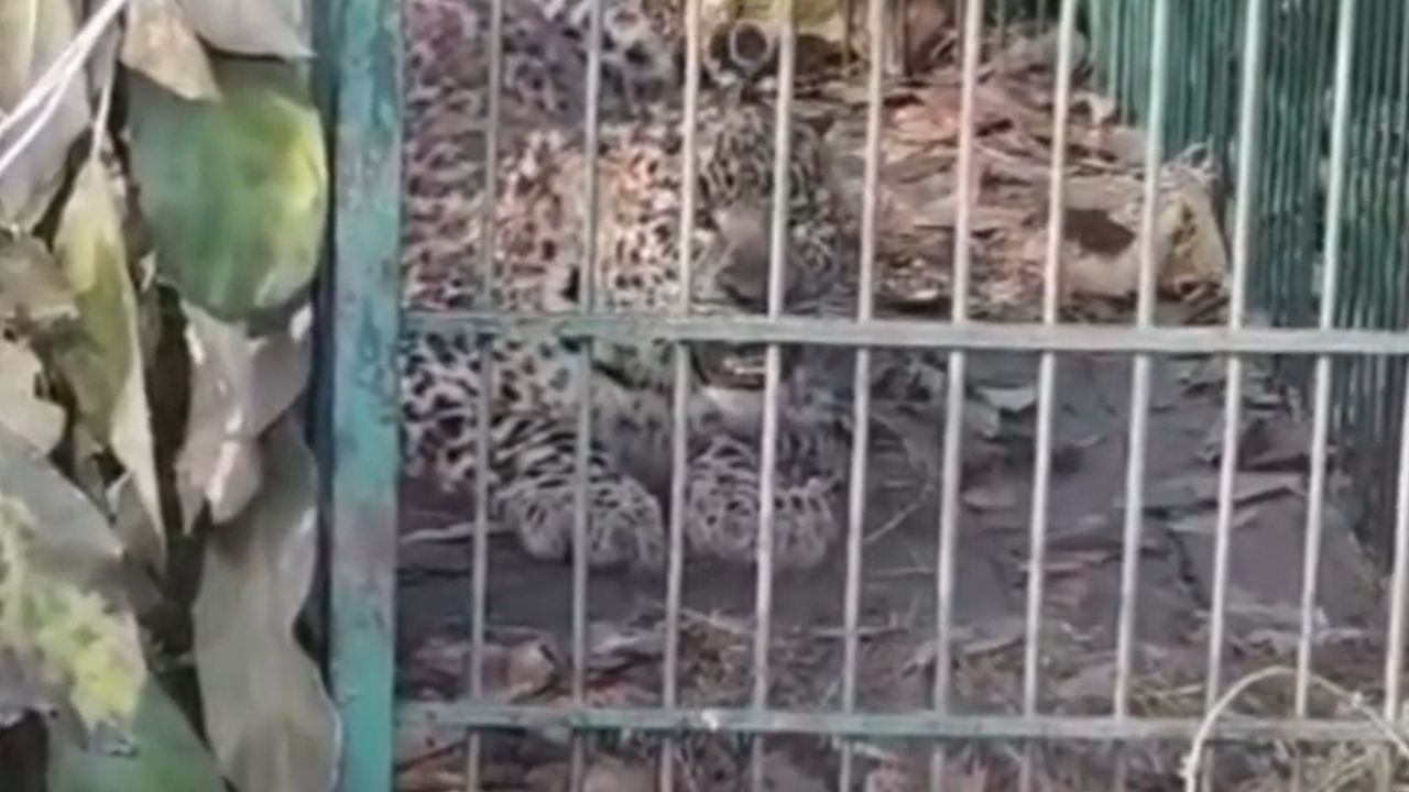 Ramnagar News: कई दिनों का खौफ, क्या अब मिली राहत? द्रोणासागर टीले पर पांचवां गुलदार पिंजरे में कैद, जानें