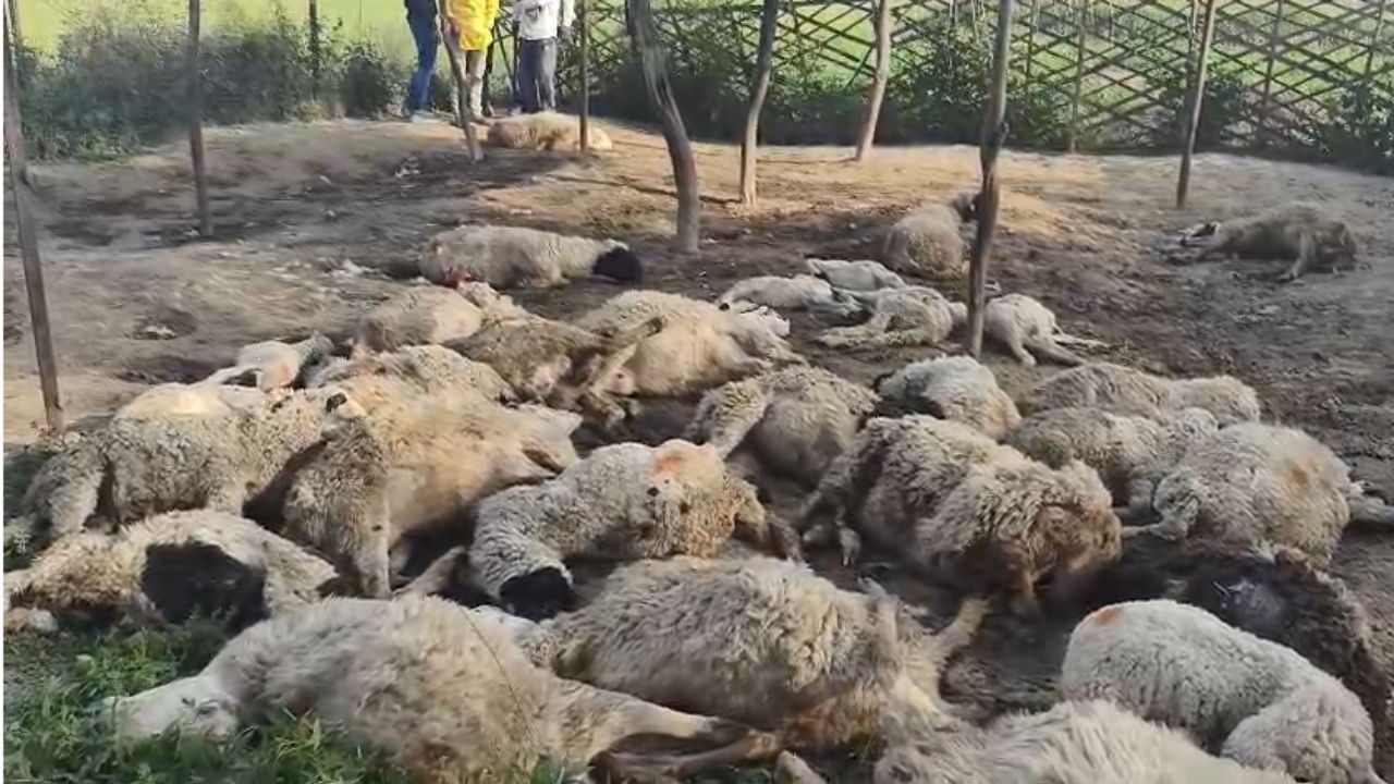 Mainpuri News: मैनपुरी में आवारा कुत्तों का कहर, किसानों का किया भारी नुकसान