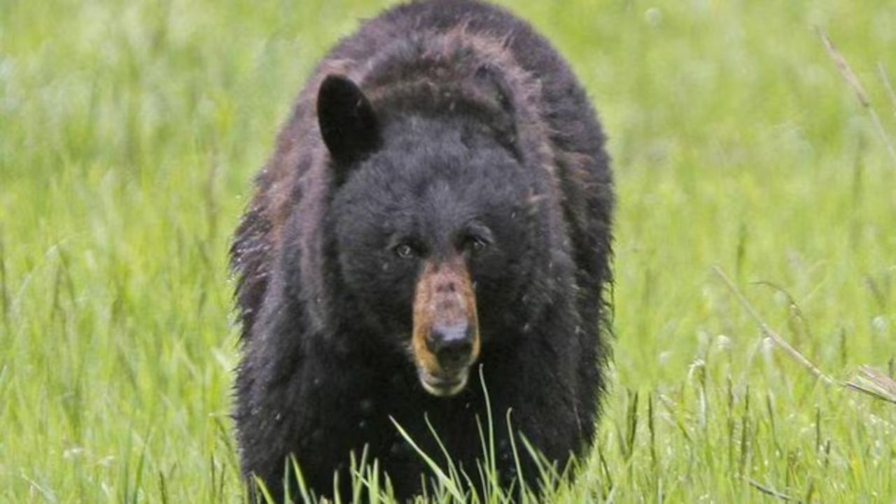 Uttarakhand: पिथौरागढ़ में भालू ने महिला पर किया जानलेवा हमला, जानिये कैसे बच पाई जान…