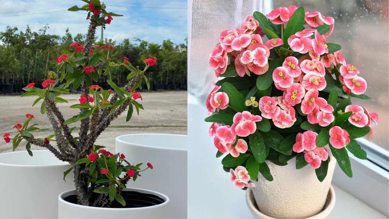 पौधे गिफ्ट करना सकारात्मक माना जाता है, लेकिन कैक्टस या कांटेदार पौधों को तनाव और नकारात्मकता से जोड़ा जाता है। इसलिए वैलेंटाइन डे पर ऐसे पौधे देने से बचने की सलाह दी जाती है। (Img Source: Google) पौधे गिफ्ट करना सकारात्मक माना जाता है, लेकिन कैक्टस या कांटेदार पौधों को तनाव और नकारात्मकता से जोड़ा जाता है। इसलिए वैलेंटाइन डे पर ऐसे पौधे देने से बचने की सलाह दी जाती है। (Img Source: Google)