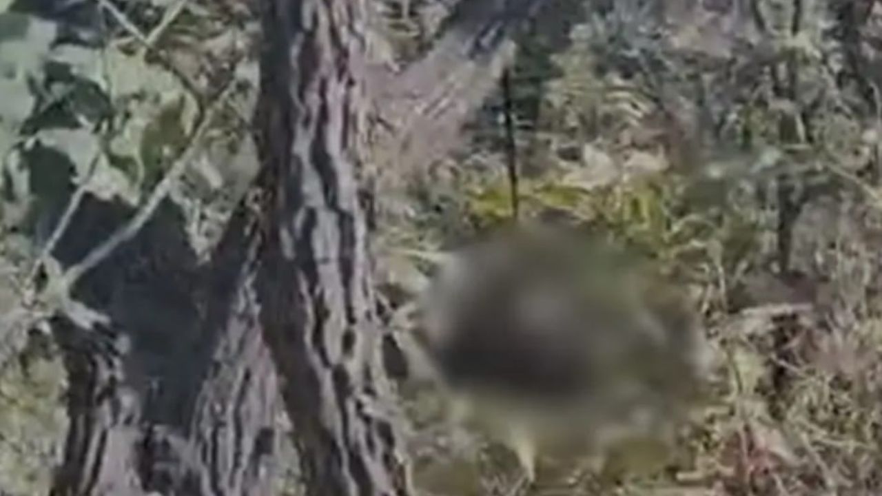 सोनभद्र के जंगल में पेड़ से लटकता मिला ये क्या? इलाके में मचा हड़कंप