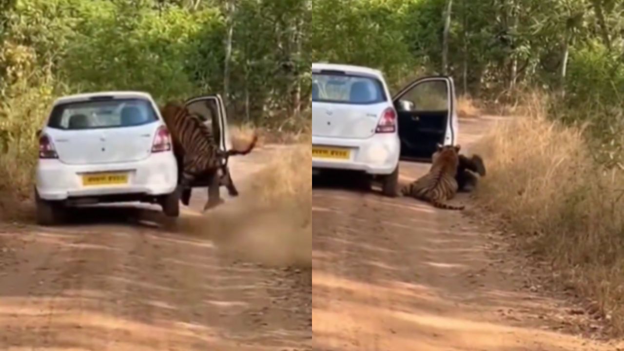 Viral Story: जंगल में शख्स ने की बेखौफ हरकत, फिर हुआ कुछ ऐसा… जिसे देखकर रोंगटे खड़े हो जाएंगे