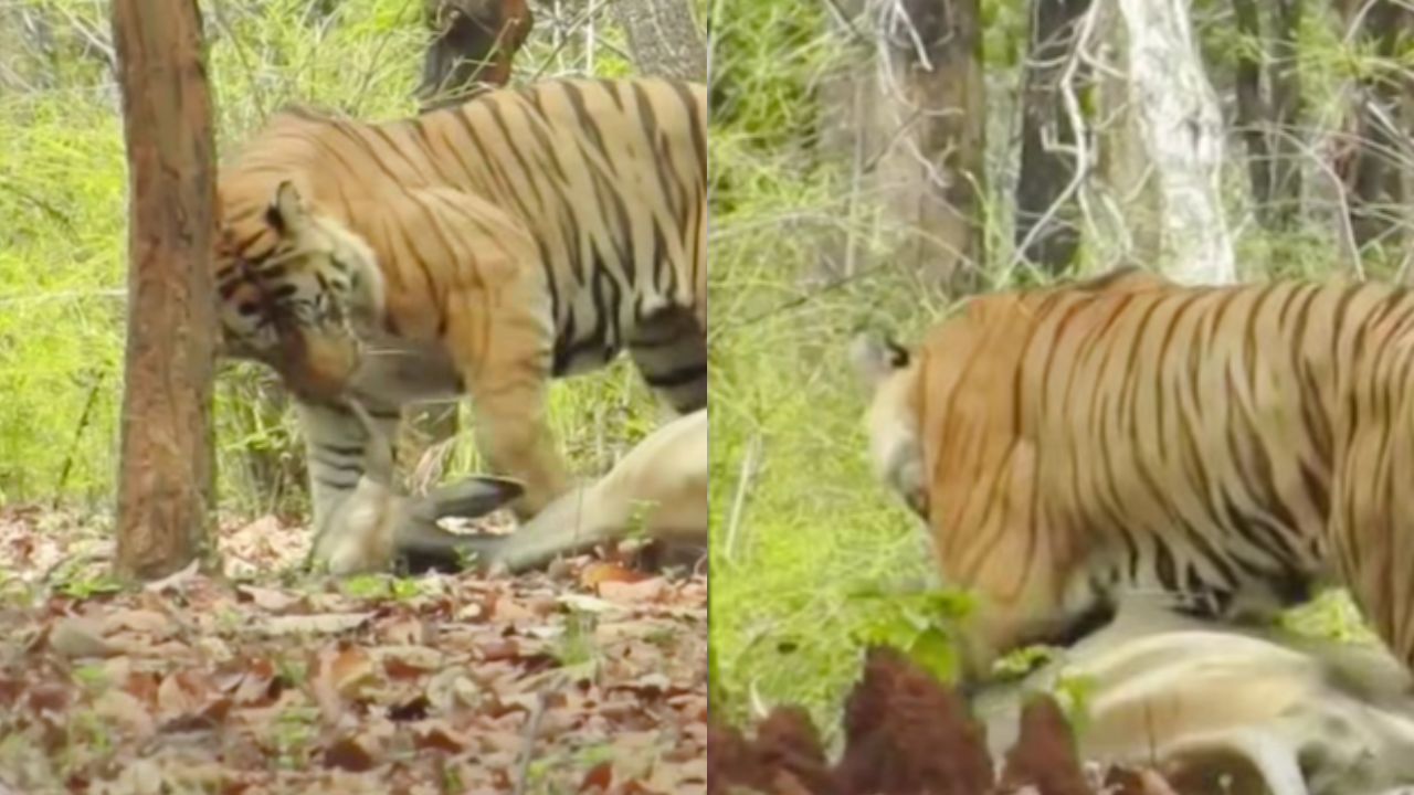 रणथंभौर जंगल में सफारी के दौरान टाइगर ने किया ऐसा काम, जंगल में पर्यटक रह गए दंग; आप भी देखें वायरल वीडियो