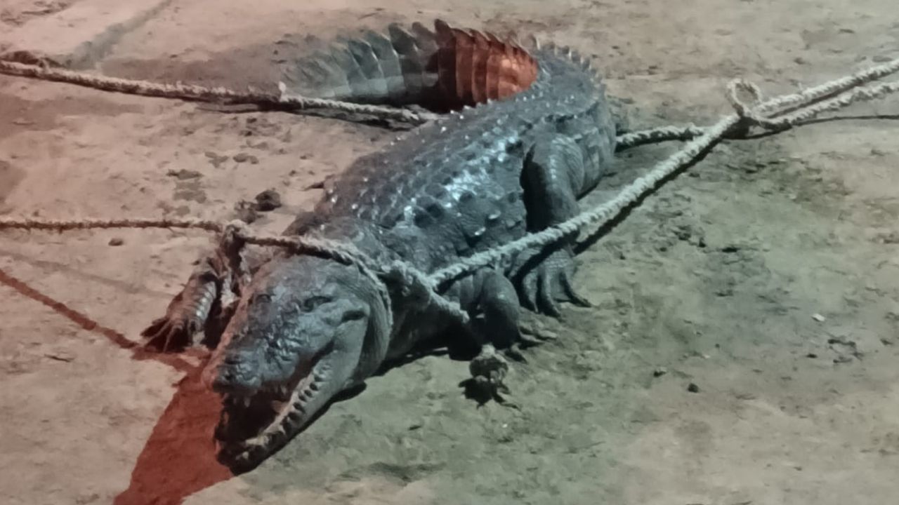 Mainpuri में आधी रात गांव में घुसा मगरमच्छ, बछड़े पर किया हमला, भयभीत हैं ग्रामीण