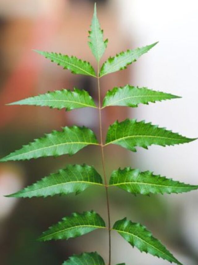 पिंपल-दाग धब्बे होंगे दूर! जानें क्या है इस्तेमाल का सही तरीका