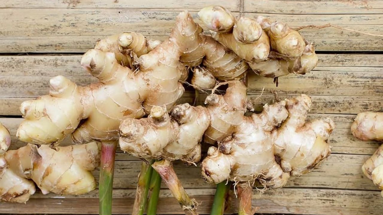 अदरक का सेवन आमतौर पर चाय में किया जाता है, लेकिन अगर ज्यादा फायदे चाहिए तो अदरक का पानी पीना बेहतर विकल्प है। इसके लिए अदरक को कद्दूकस कर एक गिलास पानी में उबालें, फिर छानकर चुस्कियों में पिएं। स्वाद और पोषण बढ़ाने के लिए इसमें शहद मिलाया जा सकता है। नियमित और सीमित मात्रा में सेवन करने से अदरक सेहत के लिए वरदान बन सकता है। (Img: Google)