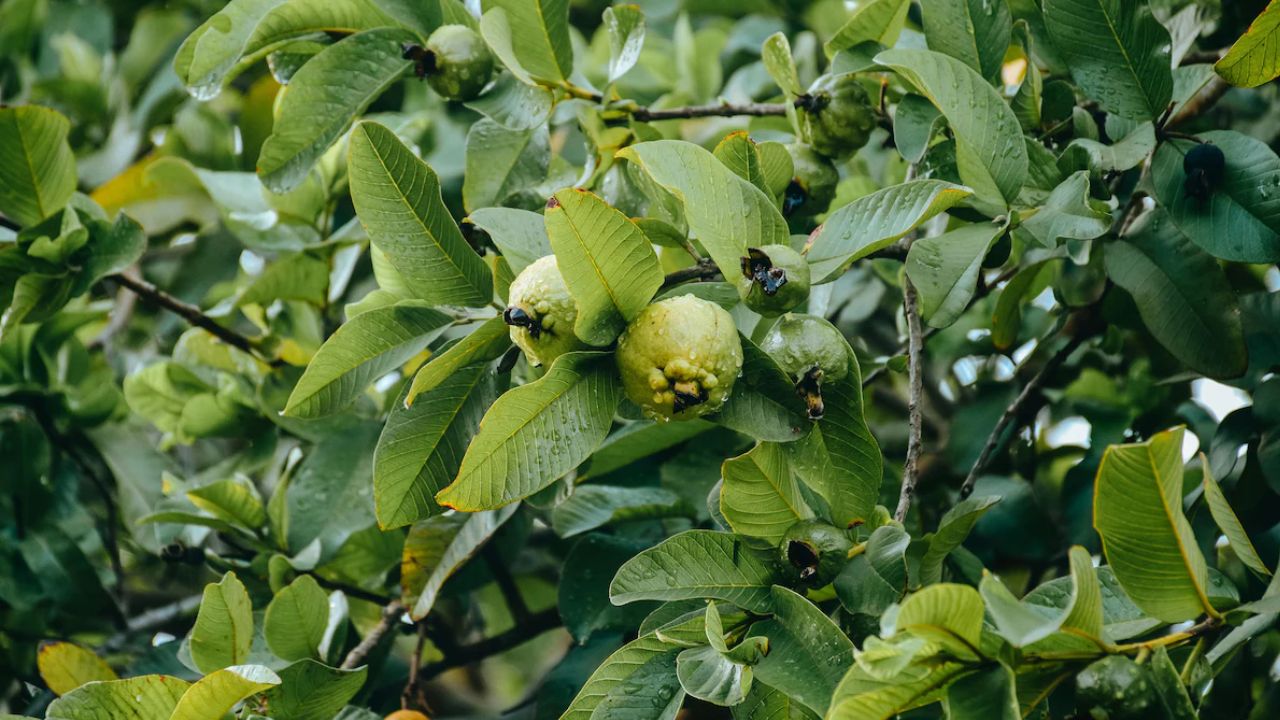 अमरूद के पत्तों में विटामिन B और C भरपूर मात्रा में होते हैं, जो बालों के फॉलिकल्स को पोषण देते हैं। इनमें मौजूद एंटीऑक्सीडेंट और एंटीबैक्टीरियल गुण स्कैल्प को हेल्दी रखने में मदद करते हैं। इन पत्तों को डैंड्रफ कम करने, बालों की जड़ों को मज़बूत करने और नए बालों की ग्रोथ में मददगार माना जाता है। यही वजह है कि आयुर्वेद में भी अमरूद के पत्तों के इस्तेमाल का ज़िक्र है। (Img: Google)