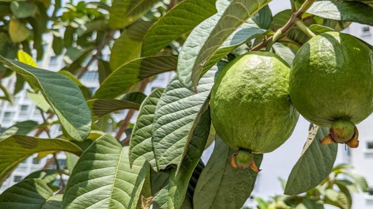 इस नुस्खे को बनाने के लिए 8 से 10 ताजे अमरूद के पत्ते लें और उन्हें अच्छी तरह धो लें। अब एक पैन में पानी गर्म करें और उसमें ये पत्ते डालकर उबाल लें। जब पानी हल्का पीला हो जाए, तो गैस बंद कर दें। फिर पानी को छान लें, ठंडा होने दें और एक स्प्रे बोतल में भर लें। इस पानी को अपने स्कैल्प पर लगाएं, 2-3 मिनट तक हल्के हाथों से मसाज करें और फिर 30 मिनट बाद बाल धो लें। इस नुस्खे का इस्तेमाल हफ्ते में दो बार किया जा सकता है। (Img: Google)