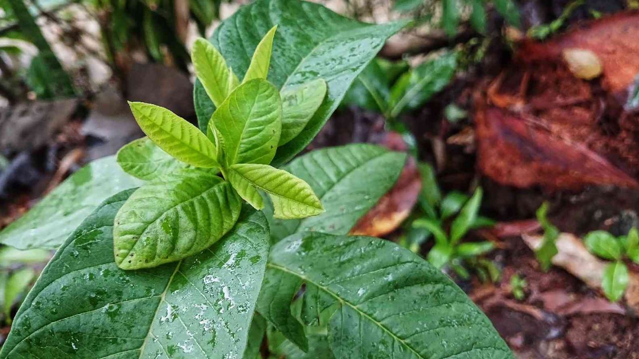 जानकारी के अनुसार, इस नुस्खे का रेगुलर इस्तेमाल करने से बालों का झड़ना कम हो सकता है और बालों की ग्रोथ बेहतर हो सकती है। सबसे अच्छी बात यह है कि यह नुस्खा पूरी तरह से नैचुरल है और इसे आसानी से घर पर बनाया जा सकता है।