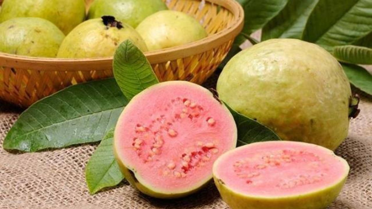 अमरूद एक पौष्टिक फल है, लेकिन हर व्यक्ति की सेहत और पाचन क्षमता अलग-अलग होती है। अगर इसे खाने के बाद आपको पेट में दर्द, सूजन, खुजली या बेचैनी महसूस हो, तो इसे नज़रअंदाज़ न करें। अपने शरीर के संकेतों को पहचानने के बाद ही अमरूद खाएं। सही जानकारी और जागरूकता के साथ लिया गया फैसला लंबे समय तक हेल्दी रहने की चाबी है। (Img: Google) अमरूद एक पौष्टिक फल है, लेकिन हर व्यक्ति की सेहत और पाचन क्षमता अलग-अलग होती है। अगर इसे खाने के बाद आपको पेट में दर्द, सूजन, खुजली या बेचैनी महसूस हो, तो इसे नज़रअंदाज़ न करें। अपने शरीर के संकेतों को पहचानने के बाद ही अमरूद खाएं। सही जानकारी और जागरूकता के साथ लिया गया फैसला लंबे समय तक हेल्दी रहने की चाबी है। (Img: Google)