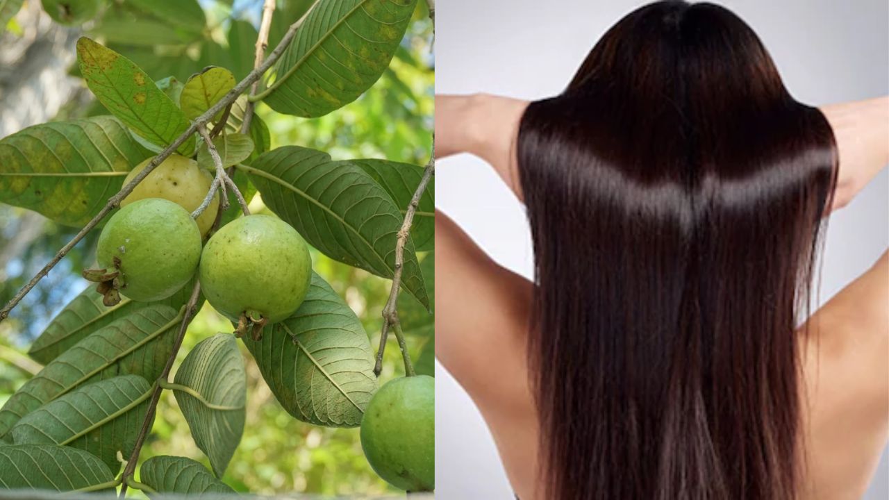 आजकल बालों का झड़ना, टूटना और ग्रोथ रुकना आम समस्या बन गई है। बदलती लाइफस्टाइल, स्ट्रेस, खराब डाइट और केमिकल वाले प्रोडक्ट्स की वजह से न सिर्फ महिलाएं बल्कि पुरुष भी इन समस्याओं से जूझ रहे हैं। लोग महंगे हेयर केयर प्रोडक्ट्स और ट्रीटमेंट्स का सहारा लेते हैं, लेकिन अक्सर उन्हें मनचाहा नतीजा नहीं मिलता। ऐसे में लोग सोशल मीडिया पर मिलने वाले पारंपरिक और नैचुरल नुस्खों की तरफ ज्यादा ध्यान दे रहे हैं। (Img: Google)