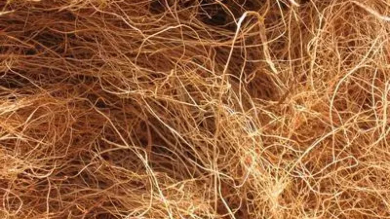 सबसे पहले सूखे नारियल के छिलके से रेशे अलग करें और उन्हें साफ पानी में भिगो दें। भीगे हुए रेशे नरम और सीधा हो जाते हैं, जिससे स्क्रबर बनाने में आसानी होती है। लंबाई और मजबूती वाले रेशे टिकाऊ स्क्रबर के लिए जरूरी हैं।(फोटो सोर्स- इंटरनेट) सबसे पहले सूखे नारियल के छिलके से रेशे अलग करें और उन्हें साफ पानी में भिगो दें। भीगे हुए रेशे नरम और सीधा हो जाते हैं, जिससे स्क्रबर बनाने में आसानी होती है। लंबाई और मजबूती वाले रेशे टिकाऊ स्क्रबर के लिए जरूरी हैं।(फोटो सोर्स- इंटरनेट)