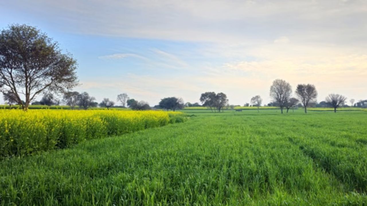 यूपी में बदला मौसम का मिजाज: बारिश और तेज हवाओं को लेकर IMD का अलर्ट, जानें कैसा रहेगा आज का मौसम
