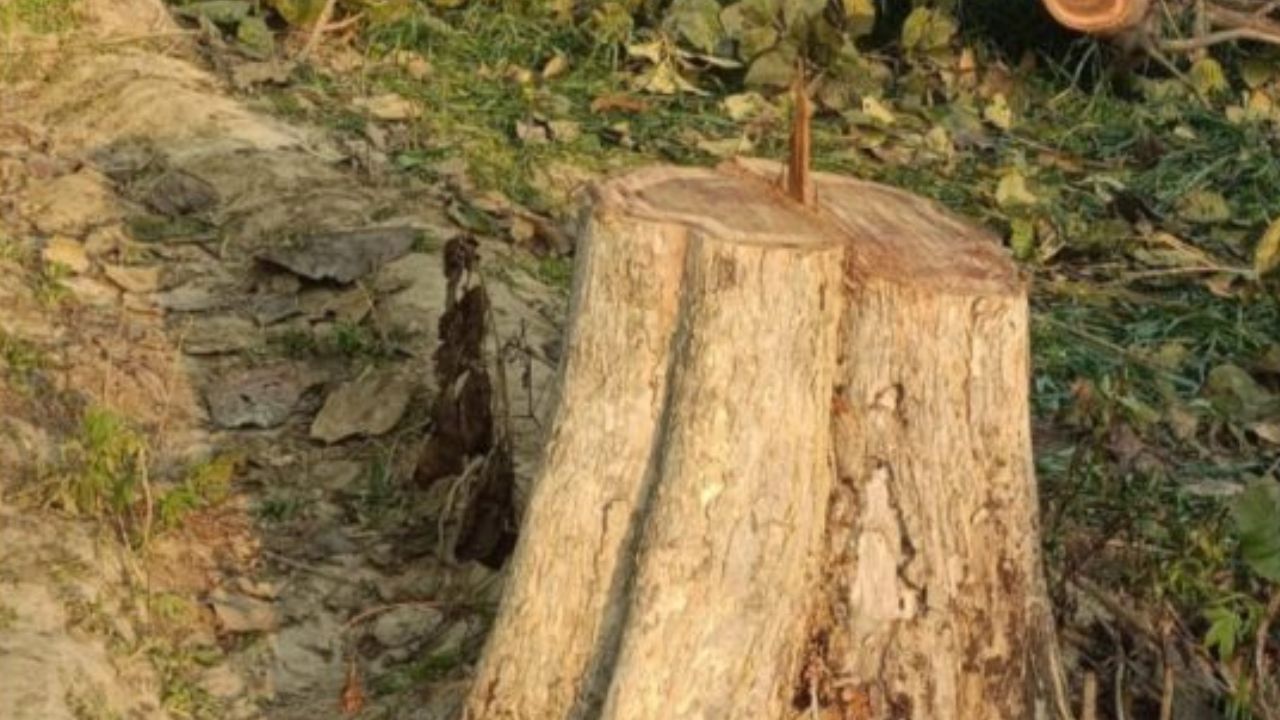 गोरखपुर में पेड़ों की चोरी: 50 साल पुराने सागौन काट ले गए चोर, किसानों में मची खलबली