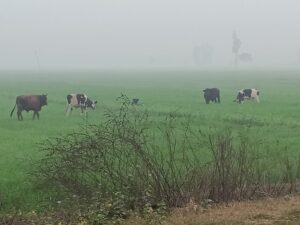 जंगली जानवरों से तबाह फसलें, महराजगंज के किसानों की गुहार पहुंची हाईकोर्ट, सरकार से सुरक्षा इंतजाम के आदेश