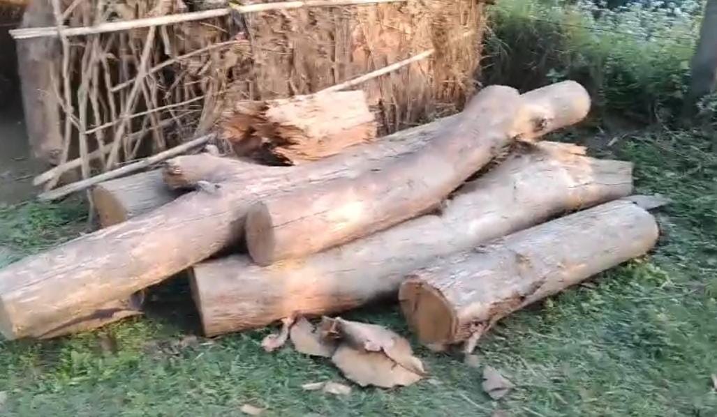 Maharajganj News: वन चौकी के पास से ही कीमती पेड़ काट ले गए तस्कर, अवैध कटान से मचा हड़कंप