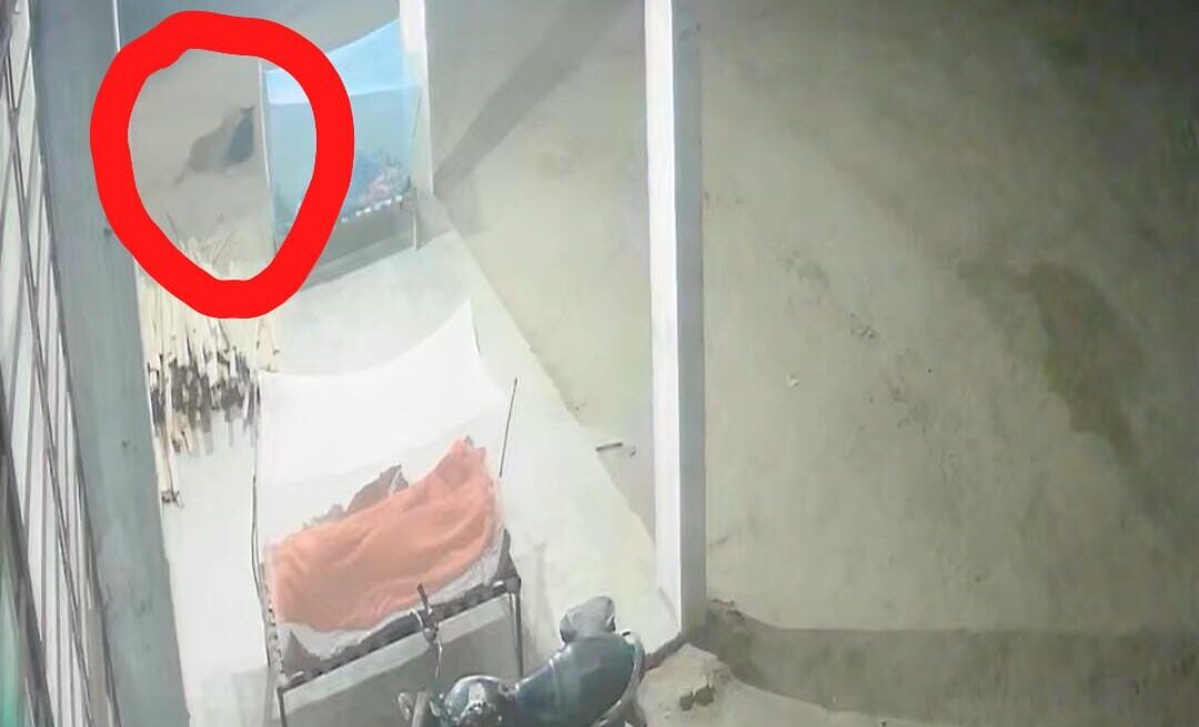 Maharajganj News: महाराजगंज के गांवों में तेंदुए ने मचाई दहशत, बच्चों और पशुओं की सुरक्षा पर चिंता बढ़ी