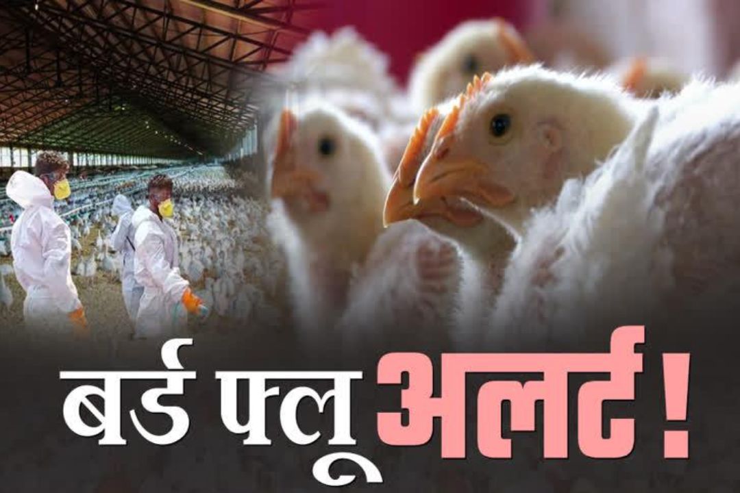 नेपाल में बर्ड फ्लू की दस्तक… क्या अब महराजगंज पर मंडरा रहा बड़ा खतरा? हाई अलर्ट जारी
