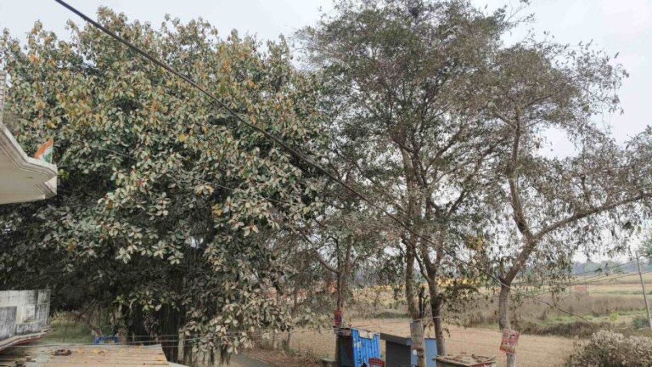 गोरखपुर में मौसम बना दुश्मन, लहलहाती फसल पर मंडराया संकट, किसान बोले- बड़ी मुश्किल सामने!