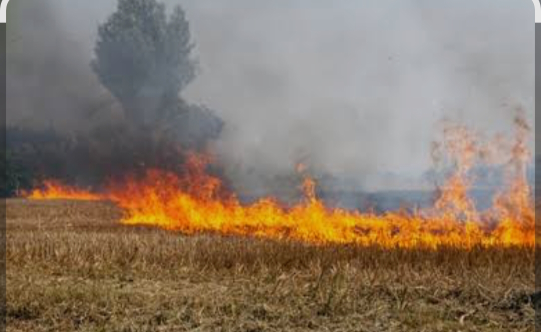 गोरखपुर में चिंगारी से तबाही: 2.4 हेक्टेयर फसल जलकर राख, किसानों को भारी नुकसान