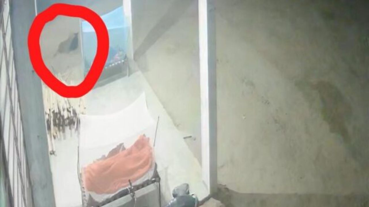 Maharajganj News: महराजगंज में खूंखार जानवर का आतंक, दहशत में लोग; जानिये पूरा मामला