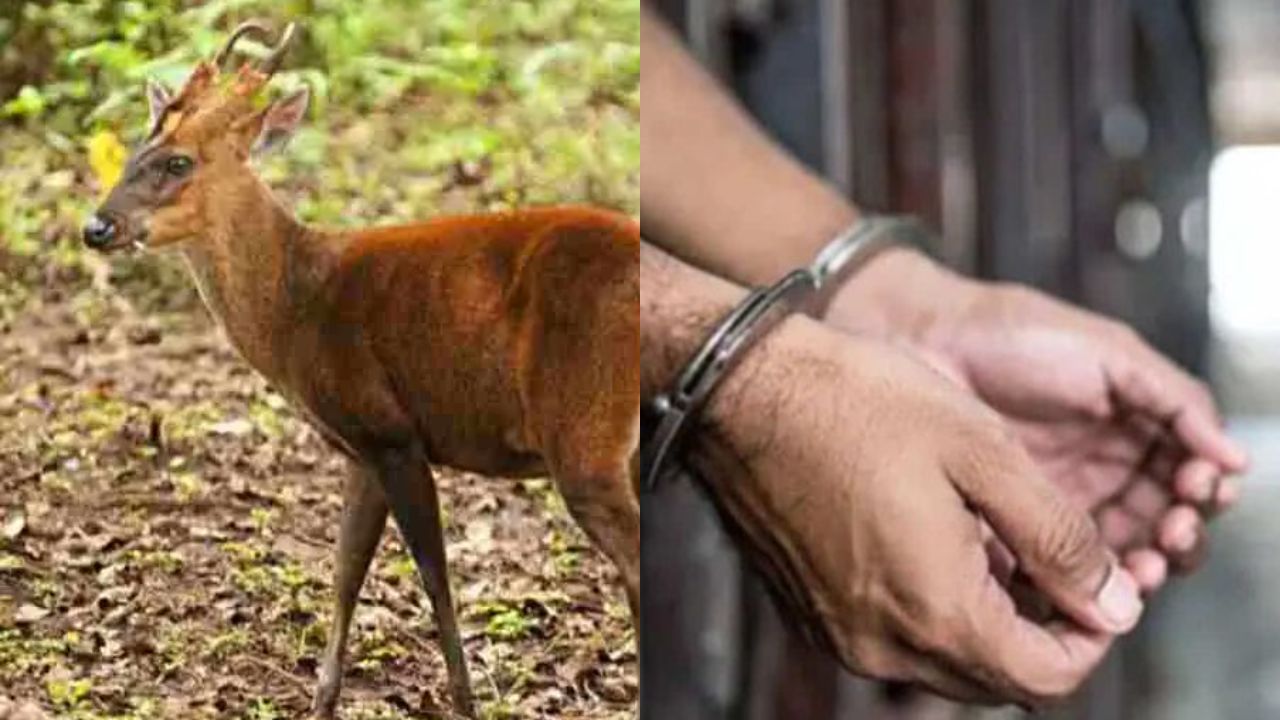 रुद्रप्रयाग: हिरण का शिकार करना पड़ा महंगा, वन विभाग ने 14 लोग को किया गिरफ्तार