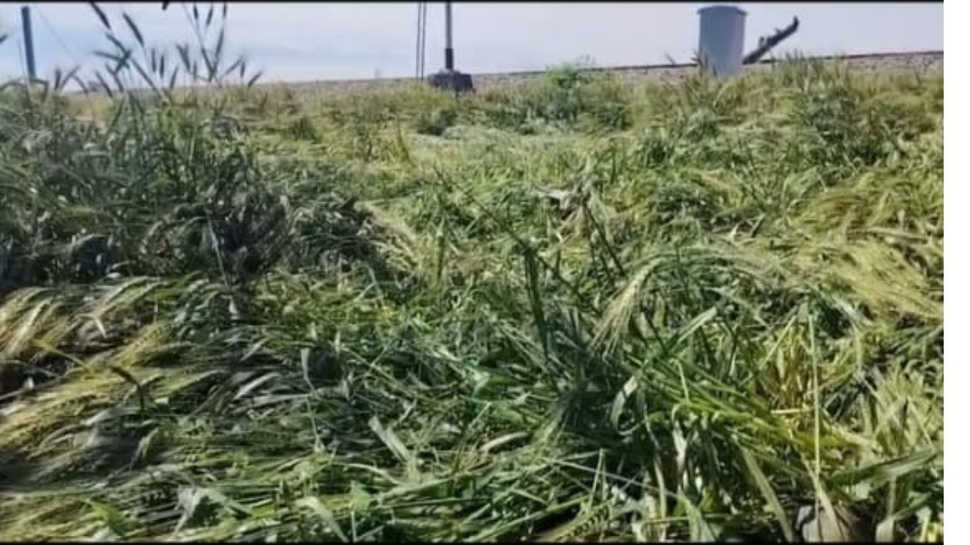 कहीं ‘आफत’ तो कहीं ‘वरदान’ बनी डोईवाला की बारिश; गेहूं की बर्बादी के बीच गन्ने के लिए क्यों है अच्छी खबर?