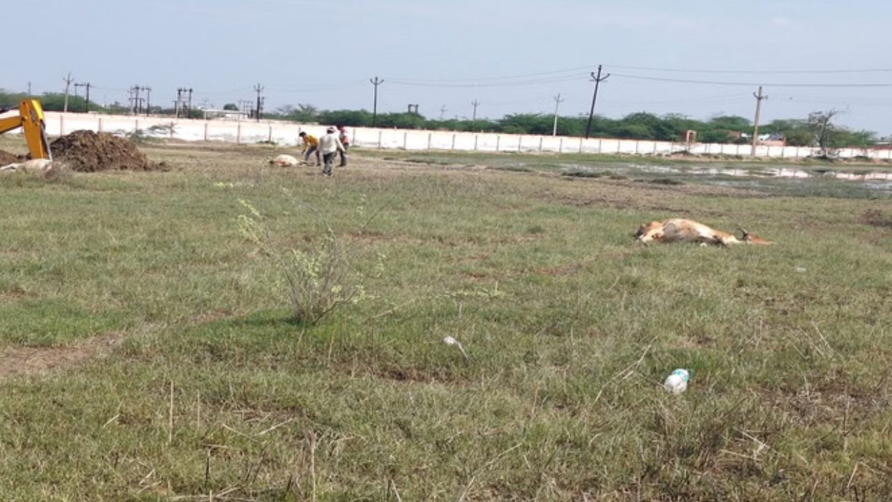 फतेहपुर सीकरी में 17 गायों की दर्दनाक मौत, कारण जानने के लिए जुटा प्रशासन