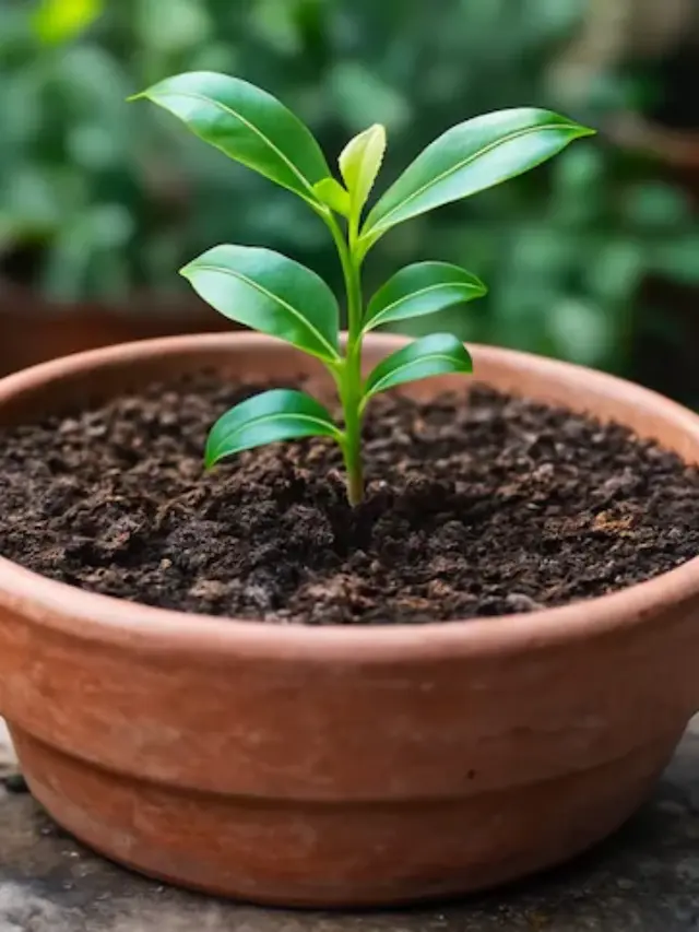 आप गमले में लौंग कैसे उगा सकते हैं?