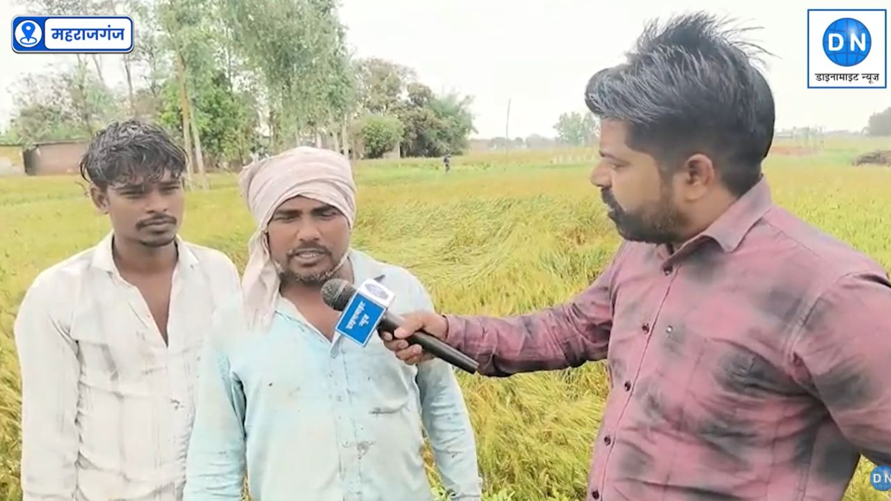 महराजगंज में बेमौसम बारिश का कहर, गेहूं की फसल बर्बाद?