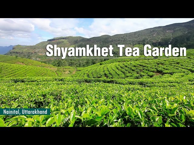 नैनीताल के पास बसा श्यामखेत टी गार्डन बना सैलानियों का पसंदीदा ठिकाना, जानें क्या है पूरी खबर?