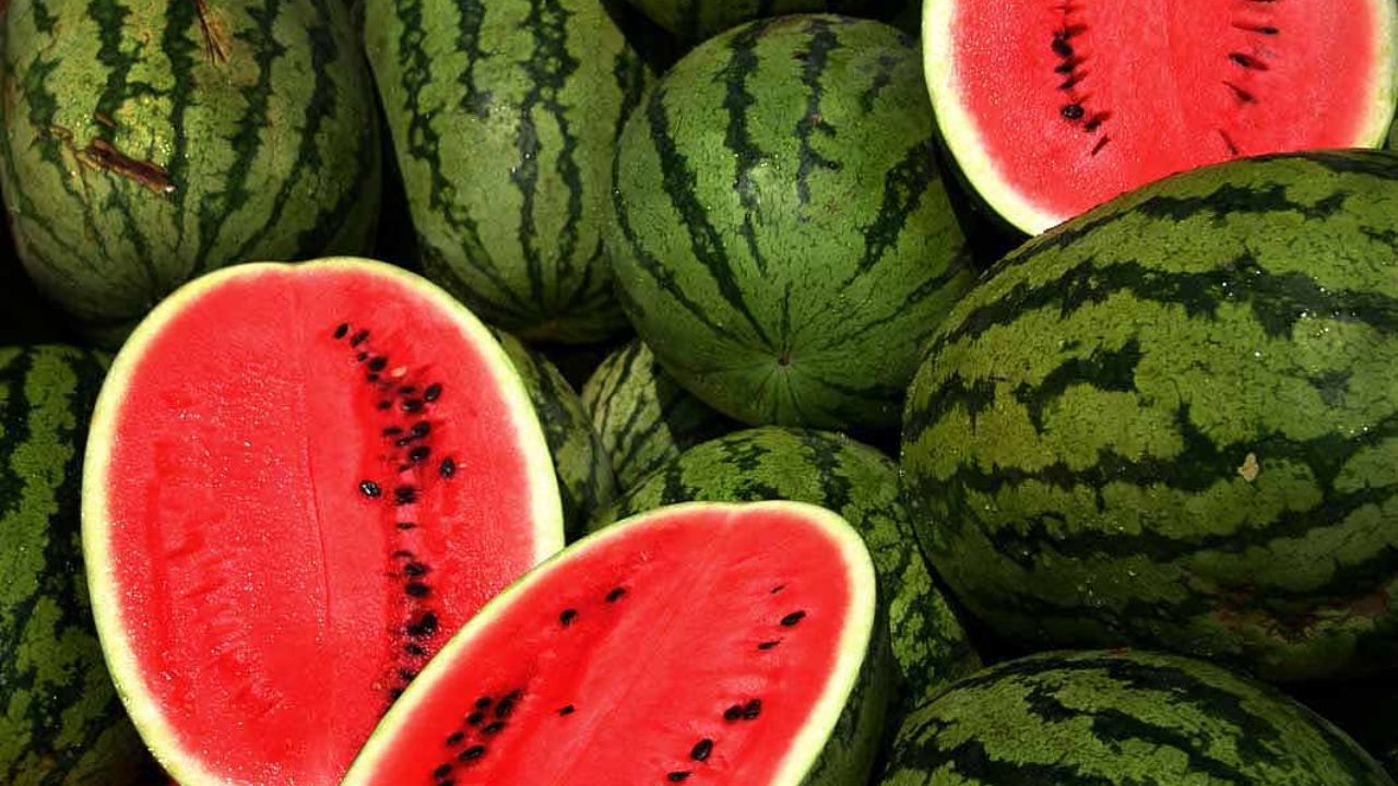 जो लोग वजन कम करने की कोशिश कर रहे हैं, उनके लिए तरबूज एक अच्छा विकल्प हो सकता है। इसमें कैलोरी की मात्रा काफी कम होती है, जबकि पानी और फाइबर अधिक मात्रा में मौजूद होते हैं। इसे खाने से पेट लंबे समय तक भरा हुआ महसूस होता है, जिससे बार-बार भूख नहीं लगती और अनावश्यक खाने से बचाव होता है। (Img: Google) जो लोग वजन कम करने की कोशिश कर रहे हैं, उनके लिए तरबूज एक अच्छा विकल्प हो सकता है। इसमें कैलोरी की मात्रा काफी कम होती है, जबकि पानी और फाइबर अधिक मात्रा में मौजूद होते हैं। इसे खाने से पेट लंबे समय तक भरा हुआ महसूस होता है, जिससे बार-बार भूख नहीं लगती और अनावश्यक खाने से बचाव होता है। (Img: Google)