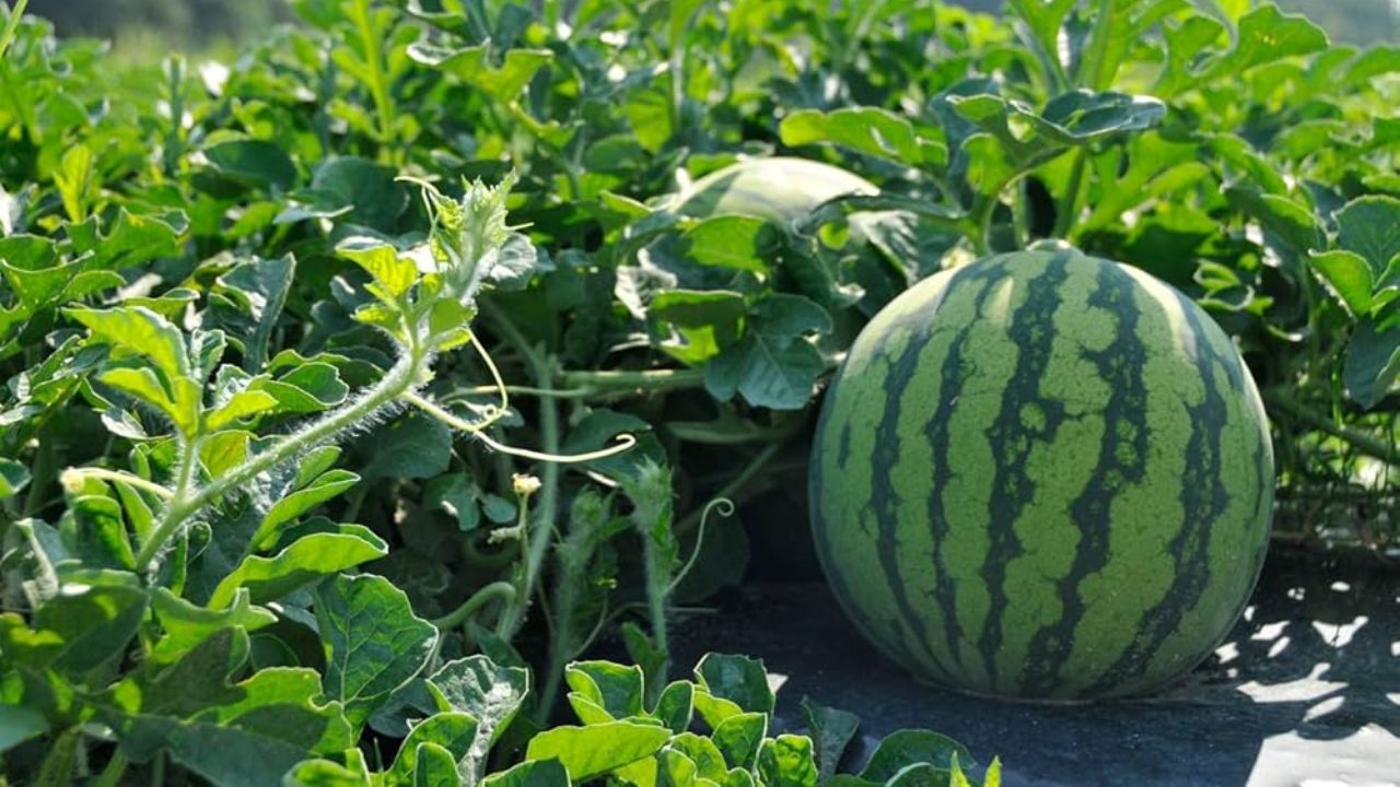 तरबूज को सलाद के रूप में खाया जा सकता है या इसका ताजा जूस बनाकर पिया जा सकता है। इसके अलावा इसे स्मूदी या शेक के रूप में भी डाइट में शामिल किया जा सकता है। विशेषज्ञों के अनुसार तरबूज खरीदने के बाद कुछ देर पानी में रखने और काटने के बाद ज्यादा समय तक स्टोर न करने की सलाह दी जाती है। साथ ही इसे खाने के तुरंत बाद अधिक पानी या अन्य पेय पदार्थ पीने से बचना चाहिए, ताकि पाचन क्रिया प्रभावित न हो। (Img: Google) तरबूज को सलाद के रूप में खाया जा सकता है या इसका ताजा जूस बनाकर पिया जा सकता है। इसके अलावा इसे स्मूदी या शेक के रूप में भी डाइट में शामिल किया जा सकता है। विशेषज्ञों के अनुसार तरबूज खरीदने के बाद कुछ देर पानी में रखने और काटने के बाद ज्यादा समय तक स्टोर न करने की सलाह दी जाती है। साथ ही इसे खाने के तुरंत बाद अधिक पानी या अन्य पेय पदार्थ पीने से बचना चाहिए, ताकि पाचन क्रिया प्रभावित न हो। (Img: Google)