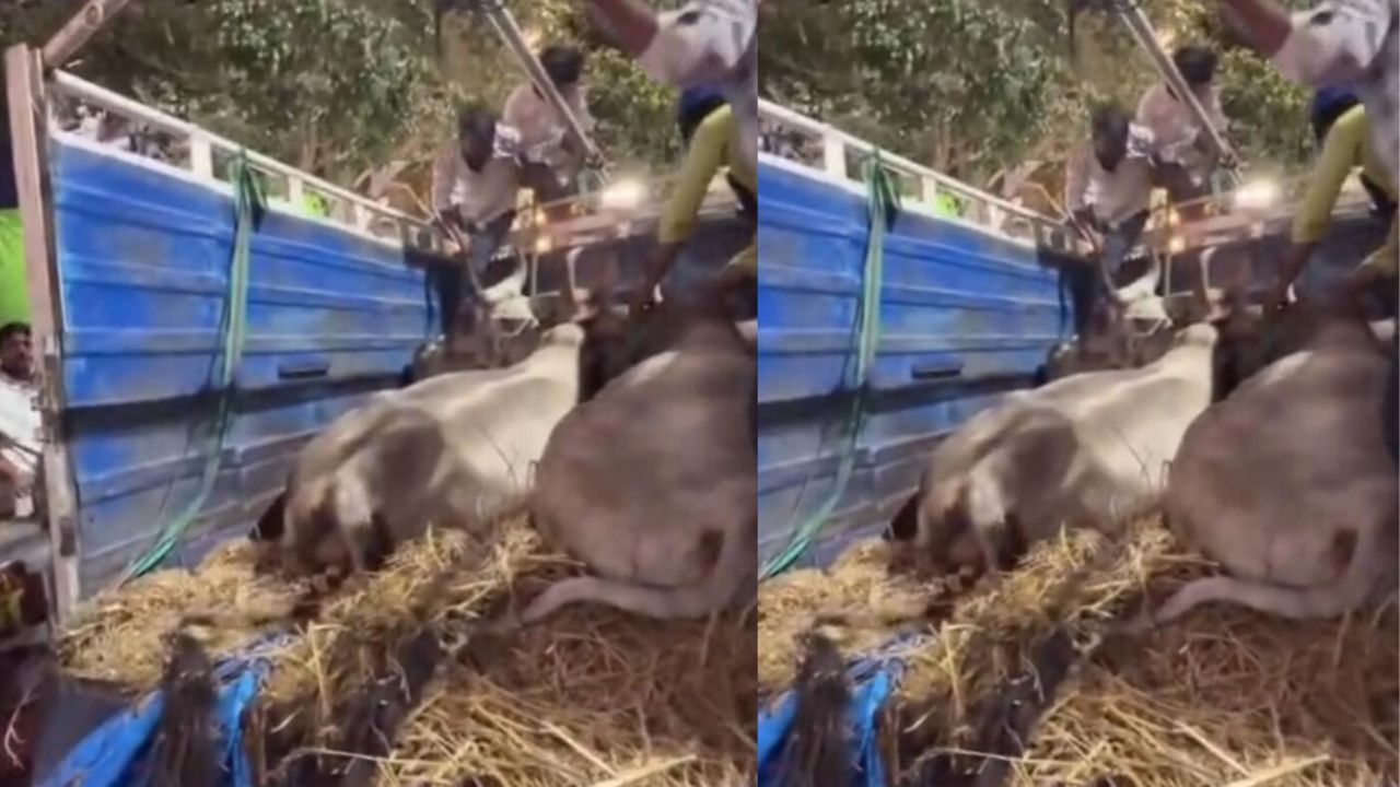 Balrampur: पुलिस की बड़ी कार्रवाई में गो-तस्करी नेटवर्क ध्वस्त, तस्करों ने वाहन से सिपाही को मारी टक्कर