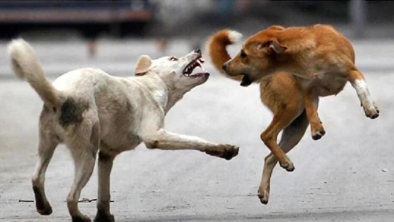 कुत्ते हुए खूंखार, दहशतजदा ग्रामीण प्रशासन की चौखट पर