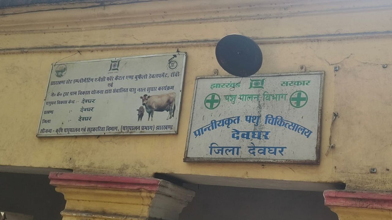 देवघर में पशु अस्पताल बेहाल: दवाएं उपलब्ध नहीं, बिगड़ रही पशुओं की सेहत जाने क्या है पशुपालकों का हाल
