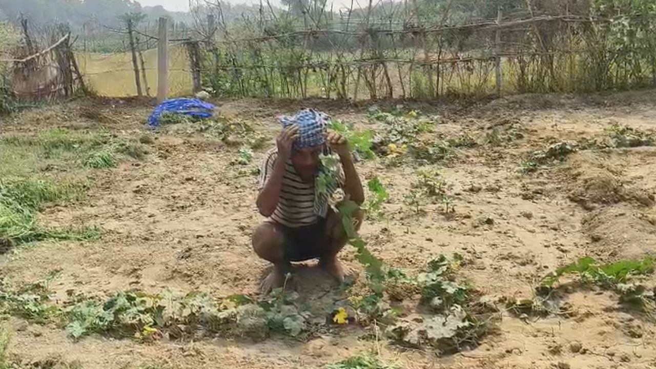 Video: गोरखपुर में तपती धूप सूख रही सब्जियां, राप्ती किनारे किसानों पर सिंचाई संकट की संकट