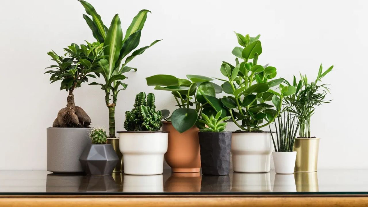 घर में छुपी ये गलती बन सकती है संकट की वजह, सच जानकर रह जाएंगे हैरान!