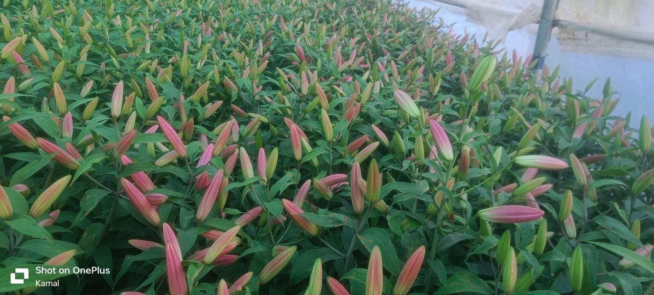 शख्स ने बंजर ढलानों पर बिखेरी फूलों की खुशबू, इस दोहरे मिथक को भी तोड़ा