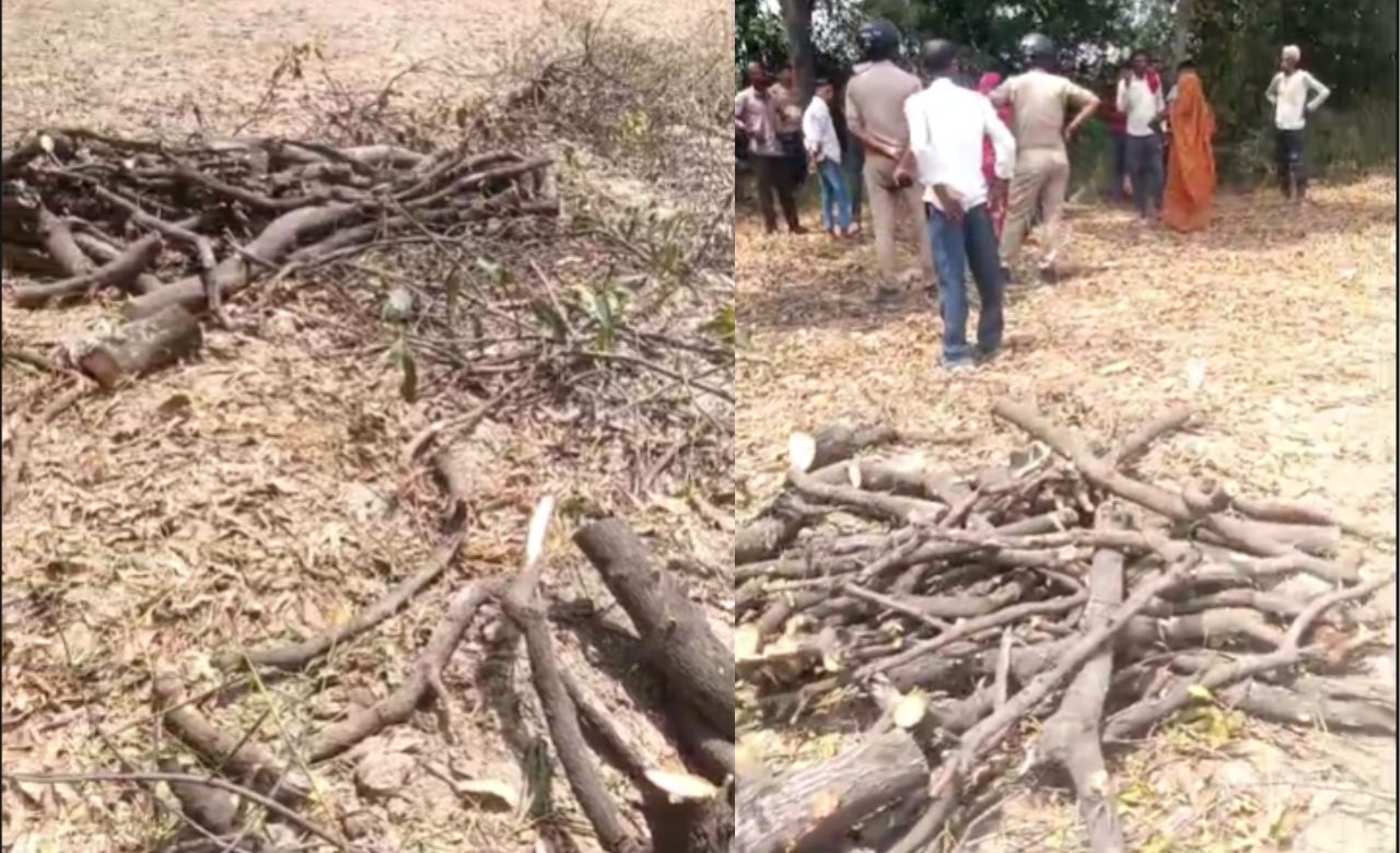 Kannauj News: हरे पेड़ों की अवैध कटान पर हंगामा, ग्रामीण की सूचना पर पहुंची पुलिस