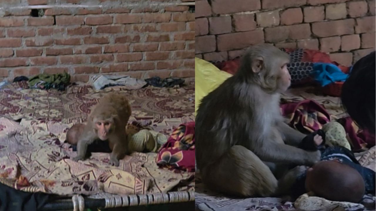 Muzaffarnagar: तीन माह की बच्ची को बंधक बना बंदर ने घंटों रखा कब्जे में, जानें कैसे बची मासूम की जान