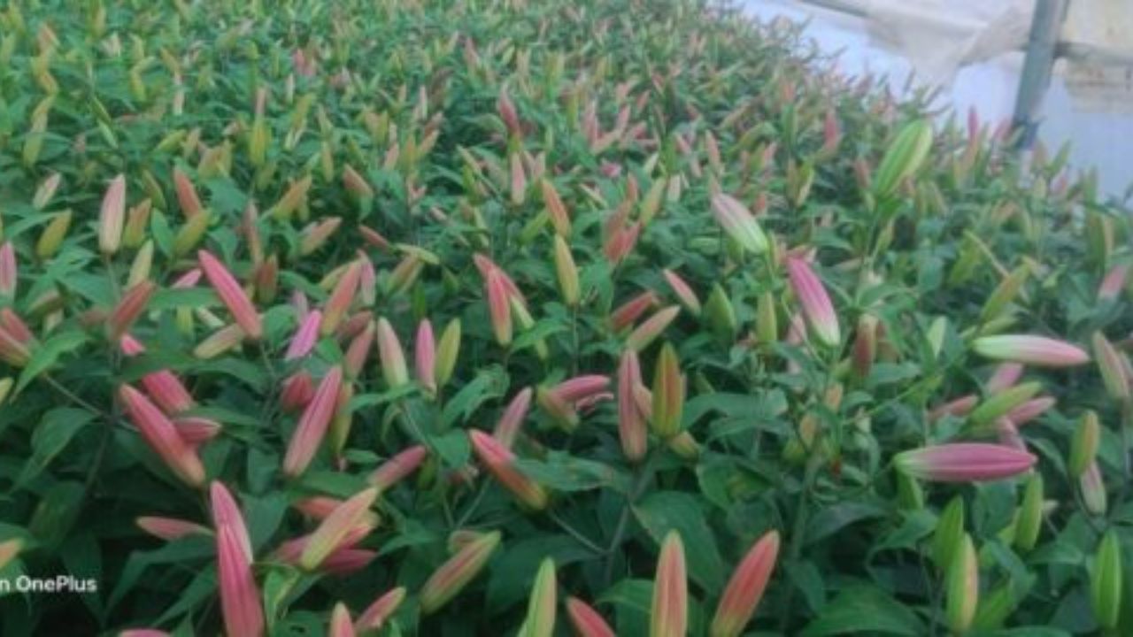 शख्स ने बंजर ढलानों पर बिखेरी फूलों की खुशबू, इस दोहरे मिथक को भी तोड़ा